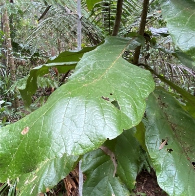 Deplanchea tetraphylla (Golden Bouquet) at Cape Tribulation, QLD - 11 Jul 2025 by Tapirlord