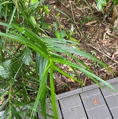 Freycinetia excelsa at Cape Tribulation, QLD - 11 Jul 2025 by Tapirlord