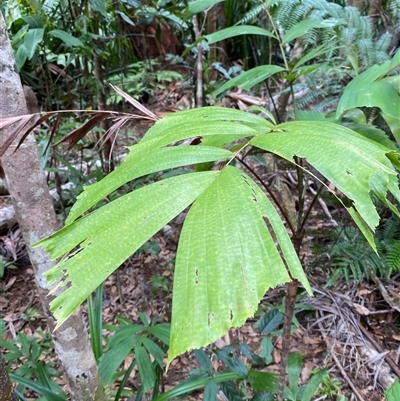 Unverified Palms, Cycads, Grass trees and tree monocots at Cape Tribulation, QLD - 11 Jul 2025 by Tapirlord