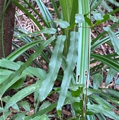 Unverified Fern or Clubmoss at Cape Tribulation, QLD - 11 Jul 2025 by Tapirlord