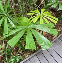 Licuala ramsayi (Queensland Fan Palm) at Cape Tribulation, QLD - 11 Jul 2025 by Tapirlord
