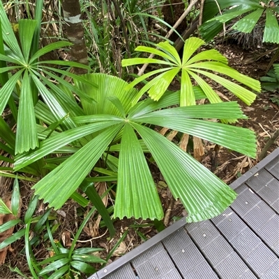 Licuala ramsayi (Queensland Fan Palm) at Cape Tribulation, QLD - 11 Jul 2025 by Tapirlord