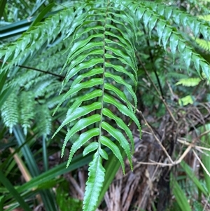 Dicksonia antarctica at Cape Tribulation, QLD - 11 Jul 2025 by Tapirlord