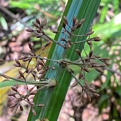 Lomandra longifolia at Cape Tribulation, QLD - 11 Jul 2025 by Tapirlord