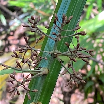 Lomandra longifolia at Cape Tribulation, QLD - 11 Jul 2025 by Tapirlord