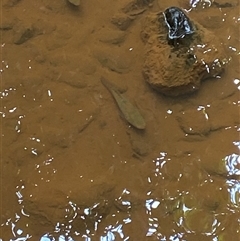 Giuris aporocephalus (Snakehead Gudgeon) at Cape Tribulation, QLD - 11 Jul 2025 by Tapirlord