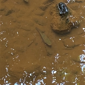 Giuris aporocephalus (Snakehead Gudgeon) at Cape Tribulation, QLD - 11 Jul 2025 by Tapirlord