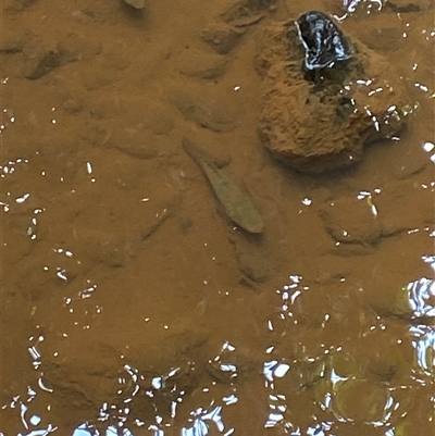 Giuris aporocephalus (Snakehead Gudgeon) at Cape Tribulation, QLD - 11 Jul 2025 by Tapirlord