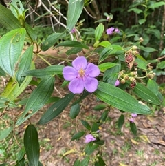 Melastoma malabathricum (Malabar Melastome) at Cape Tribulation, QLD - 11 Jul 2025 by Tapirlord