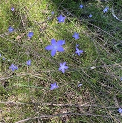 Unverified Other Wildflower or Herb at Broke, NSW - 24 Sep 2025 by RoyP