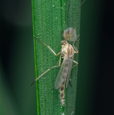 Chironomidae (family) (Non-biting Midge) at Downer, ACT - 24 Sep 2025 by RobertD