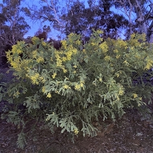 Acacia vestita (Hairy Wattle) at Watson, ACT - 23 Sep 2025 by waltraud