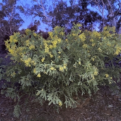 Acacia vestita (Hairy Wattle) at Watson, ACT - 23 Sep 2025 by waltraud