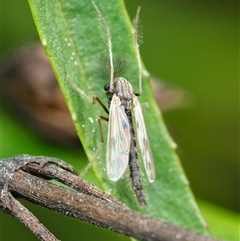 Chironomidae (family) (Non-biting Midge) at Downer, ACT - 24 Sep 2025 by RobertD