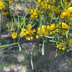 Unverified Other Shrub at Broke, NSW - 24 Sep 2025 by RoyP