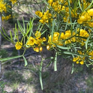 Unverified Other Shrub at Broke, NSW - 24 Sep 2025 by RoyP