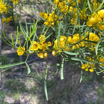 Unverified Other Shrub at Broke, NSW - 24 Sep 2025 by RoyP