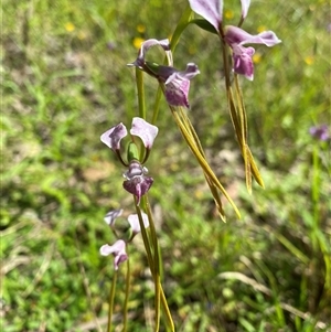 Unverified Orchid at Broke, NSW - 24 Sep 2025 by RoyP