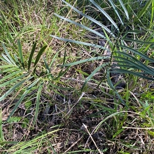 Unverified Cycads at Broke, NSW - 24 Sep 2025 by RoyP