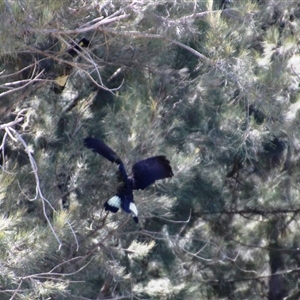 Zanda funerea (Yellow-tailed Black-Cockatoo) at Macgregor, ACT - 23 Sep 2025 by Jennybach