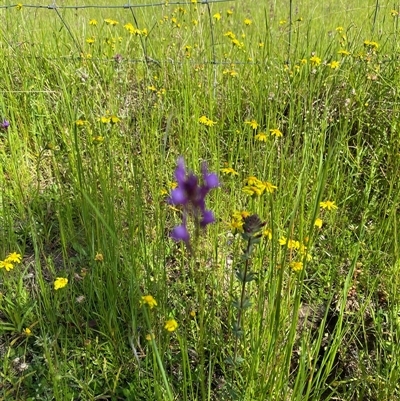Unverified Other Wildflower or Herb at Broke, NSW - 24 Sep 2025 by RoyP