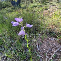 Unverified Other Wildflower or Herb at Broke, NSW - 24 Sep 2025 by RoyP