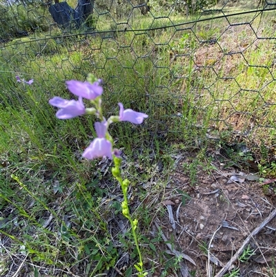 Unverified Other Wildflower or Herb at Broke, NSW - 24 Sep 2025 by RoyP