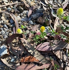 Unverified Other Wildflower or Herb at Broke, NSW - 22 Sep 2025 by RoyP