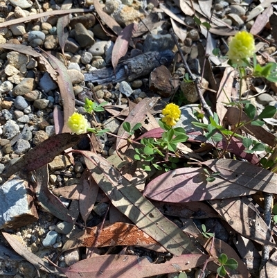 Unverified Other Wildflower or Herb at Broke, NSW - 22 Sep 2025 by RoyP
