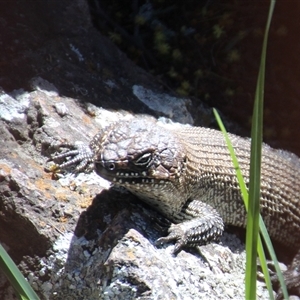 Egernia cunninghami (Cunningham's Skink) at Latham, ACT - 23 Sep 2025 by Jennybach