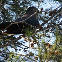 Calyptorhynchus lathami lathami (Glossy Black-Cockatoo) at Marulan, NSW - 3 Jul 2020 by GITM3