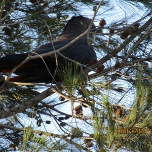 Calyptorhynchus lathami lathami (Glossy Black-Cockatoo) at Marulan, NSW - 3 Jul 2020 by GITM3
