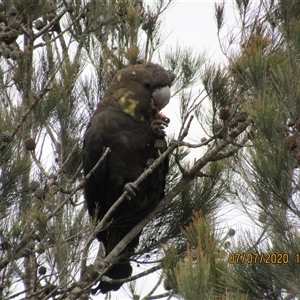 Calyptorhynchus lathami lathami (Glossy Black-Cockatoo) at Marulan, NSW - 7 Jul 2020 by GITM3