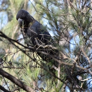 Calyptorhynchus lathami lathami (Glossy Black-Cockatoo) at Windellama, NSW - 18 Apr 2019 by GITM3