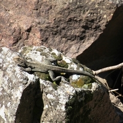 Intellagama lesueurii howittii (Gippsland Water Dragon) at Latham, ACT - 23 Sep 2025 by Jennybach
