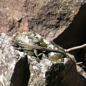 Intellagama lesueurii howittii (Gippsland Water Dragon) at Latham, ACT - 23 Sep 2025 by Jennybach