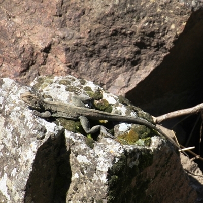 Intellagama lesueurii howittii (Gippsland Water Dragon) at Latham, ACT - 23 Sep 2025 by Jennybach