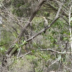 Microcarbo melanoleucos (Little Pied Cormorant) at Lanitza, NSW - 14 Jan 2023 by Carolina