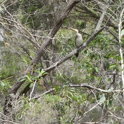 Microcarbo melanoleucos (Little Pied Cormorant) at Lanitza, NSW - 14 Jan 2023 by Carolina
