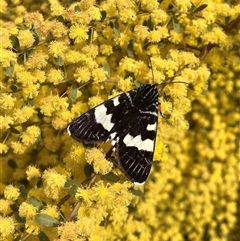 Phalaenoides glycinae (Grapevine Moth) at Curtin, ACT - 24 Sep 2025 by LOz