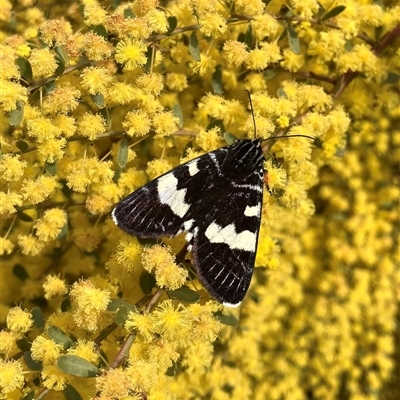 Phalaenoides glycinae (Grapevine Moth) at Curtin, ACT - 24 Sep 2025 by LOz