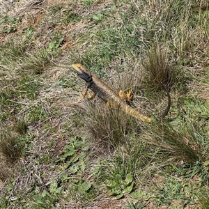 Pogona barbata (Eastern Bearded Dragon) at Deakin, ACT - 24 Sep 2025 by KimF