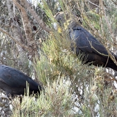 Calyptorhynchus lathami lathami (Glossy Black-Cockatoo) at Windellama, NSW - 19 Apr 2019 by GITM3