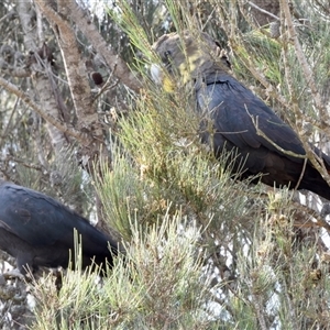 Calyptorhynchus lathami lathami (Glossy Black-Cockatoo) at Windellama, NSW - 19 Apr 2019 by GITM3