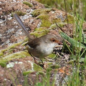 Malurus cyaneus (Superb Fairywren) at Latham, ACT - 23 Sep 2025 by Jennybach