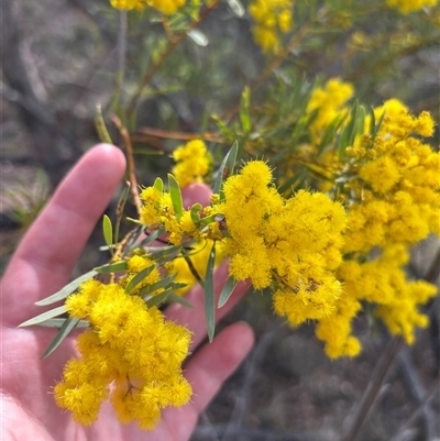 Acacia decora (Showy Wattle) at Red Hill, ACT - 24 Sep 2025 by KaiDewPHD