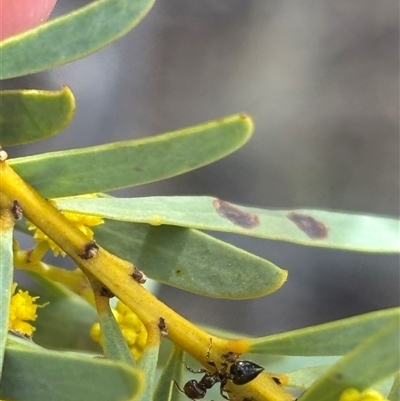 Crematogaster sp. (genus) (Acrobat ant, Cocktail ant) at Red Hill, ACT - 24 Sep 2025 by KaiDewPHD