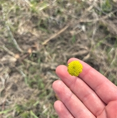 Craspedia variabilis (Common Billy Buttons) at Denman Prospect, ACT - 24 Sep 2025 by KaiDewPHD