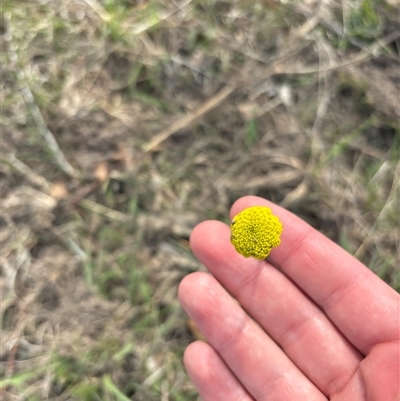Craspedia variabilis (Common Billy Buttons) at Denman Prospect, ACT - 24 Sep 2025 by KaiDewPHD