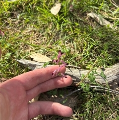 Fumaria muralis subsp. muralis (Wall Fumitory) at Whitlam, ACT - 23 Sep 2025 by KaiDewPHD